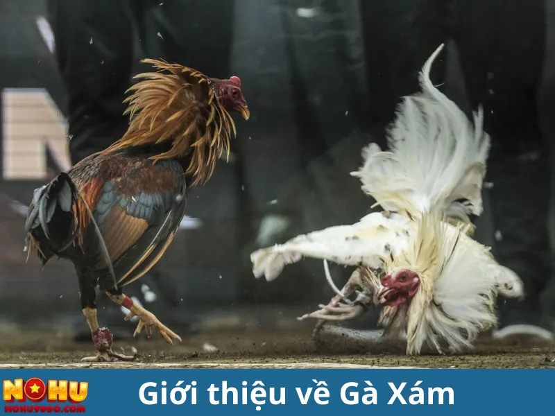 Gà Xám Là Gì? Hé Lộ Sự Thật Về Chiến Kê Dũng Mãnh